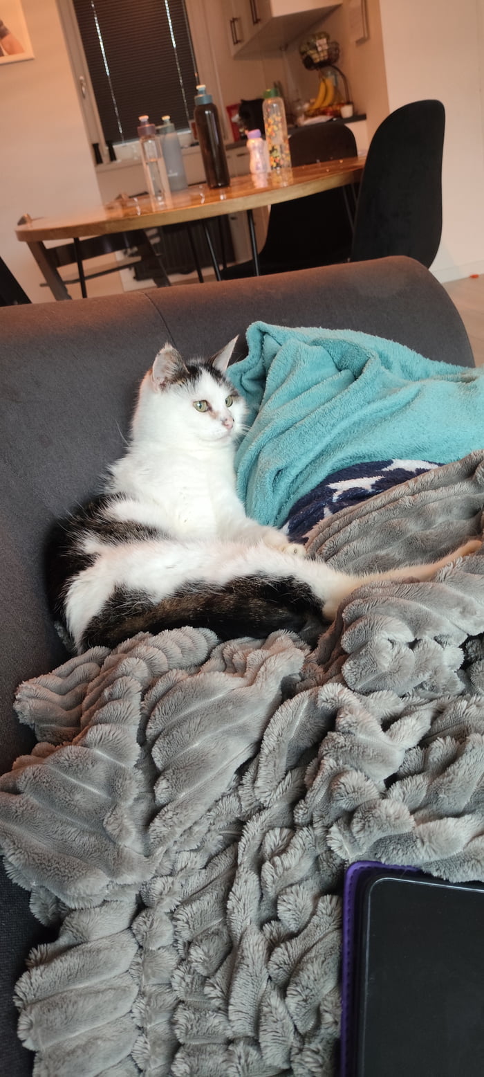 4 years ago, stupid people took my cat from my yard. She is just the sweetest. Today, 4 years later, the animal shelter called me, saying they found her wandering on the streets about an hour from my house. Now she is back on her favorite blanket. Sh