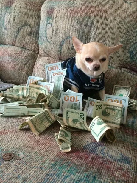 The money dog is back, upvote and money will find you in the next 24 hours
