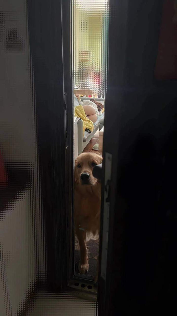 What dog breed is this