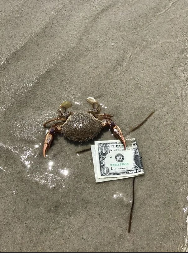 This is money crab, upvote and money will find you in the next 24 hours.