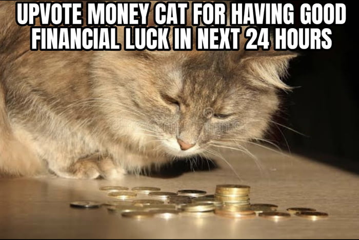 Money Cat for you