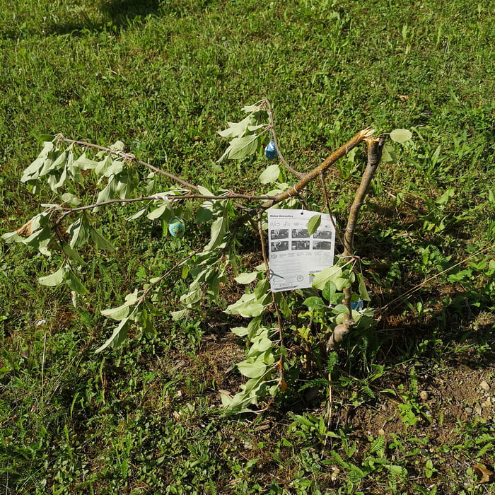 This is why we cannot have nice things. If you try to do something for the environment but your retarded neighbour is at war with the world. Planted 3 fruittrees in the open backyard last year. All of them got butchered this night intentionally. No w