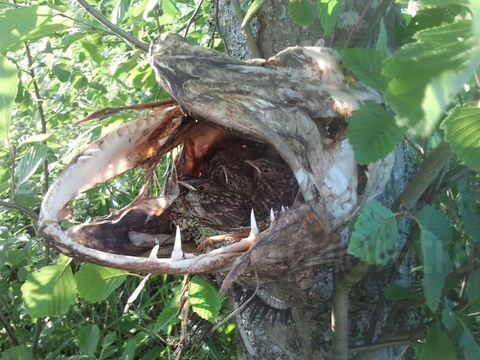 A pike jumped out of the water, probably chasing prey, got stuck between the branches of a tree, and died. Then a bird built a nest right inside its decaying mouth and is now raising its chicks there.