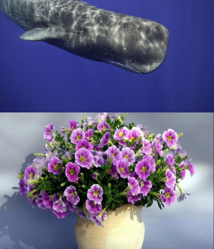 If you understand the connection between these photos, you have an interesting sense of humour.