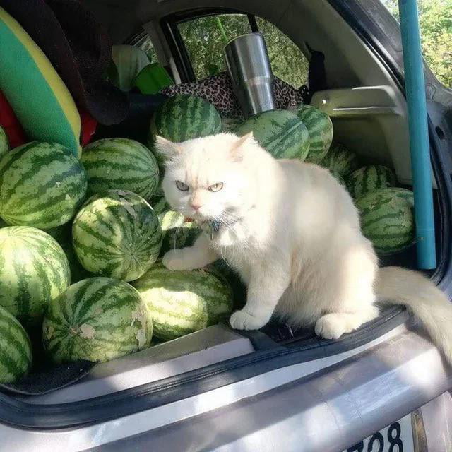 This cat angrily protecting its trunk full of watermelons
