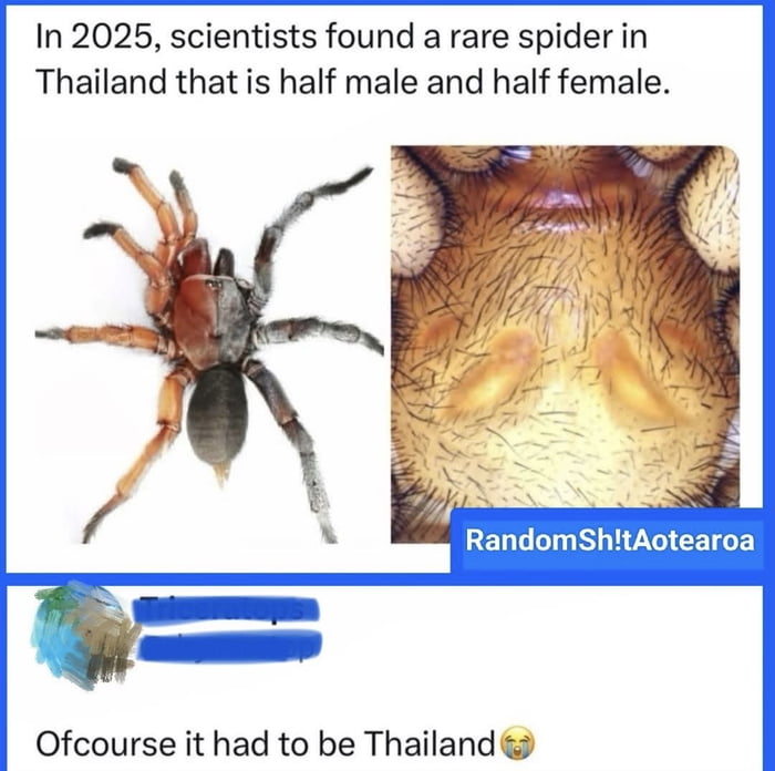 Spider ladyboy