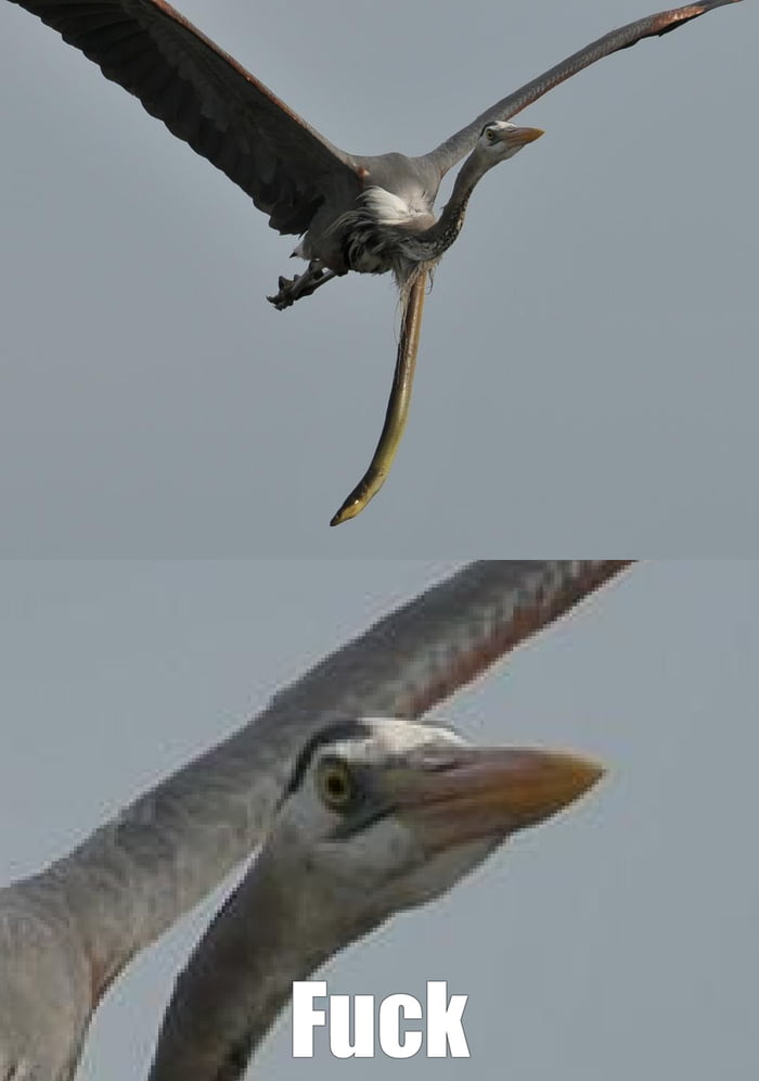 Damn nature, you scary