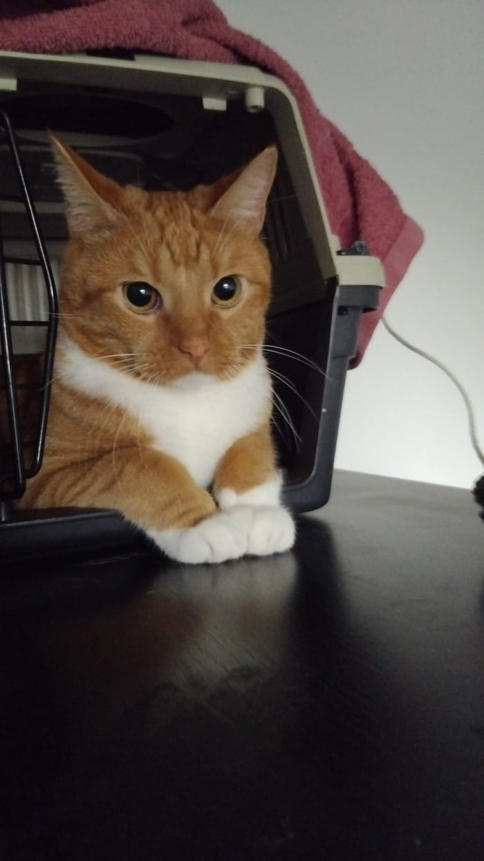 I heard you like cats so here's my cat