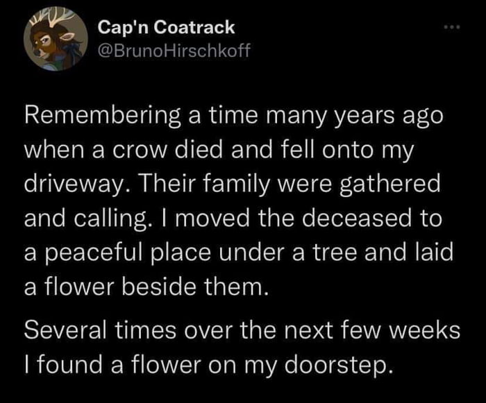 Corvid mourning, corvid blessing.