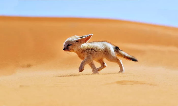 This cute little fennec brings luck when you upvote, or tough luck if not. Don't risk....