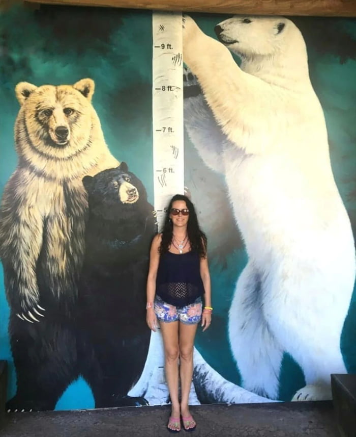 Actual size of bears