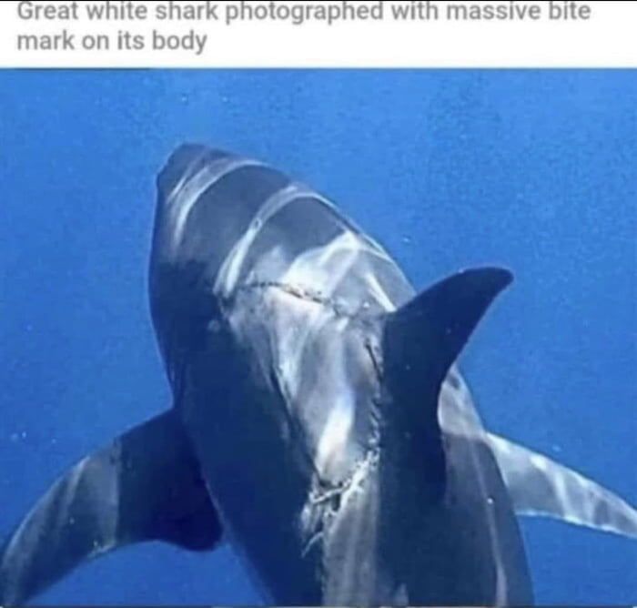 No longer afraid of sharks. Now I’m afraid of whatever did this to this shark.