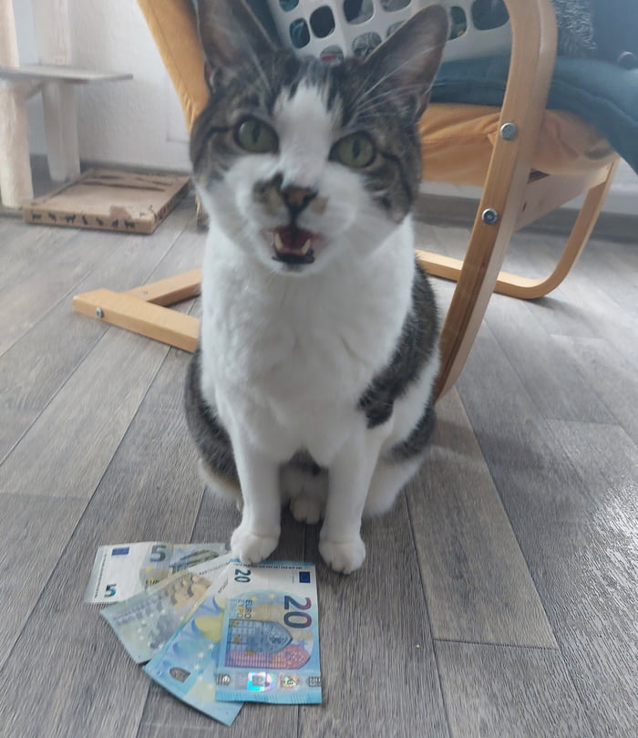 Upvote my money cat and get lucky. He's a 16 yo wizard cat that gives away chances to get rich.