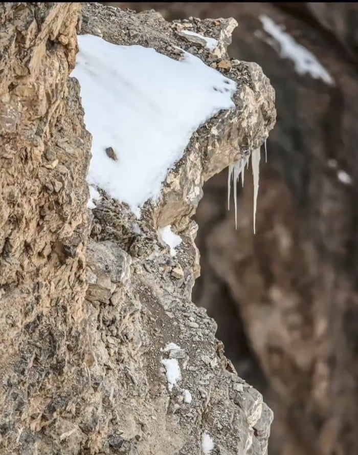 Snow leopards of Himalaya are known as "Ghost of Himalaya", can you spot one here?