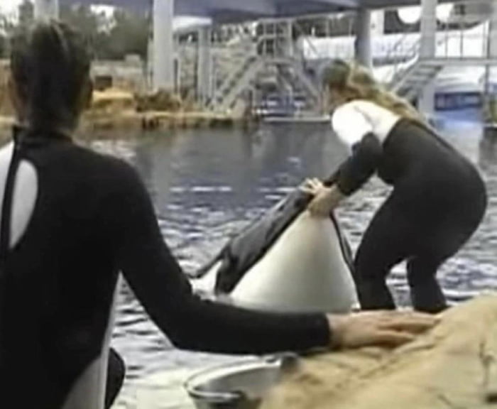 Just seconds after this image was captured, SeaWorld trainer Dawn Brancheau was snatched into the jaws of the orca pictured here and ‘ripped apart.’ She was then thrashed about over the course of 45 minutes while the horrified crowd helplessly looked