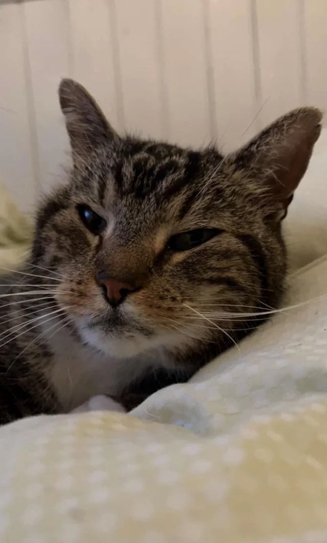 Rest in peace little angel (after 13 years)