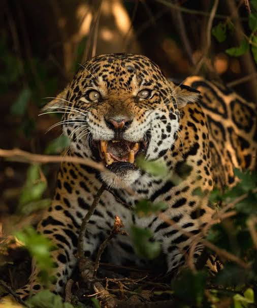 The face of this jaguar after encountering a photographer in the wild.