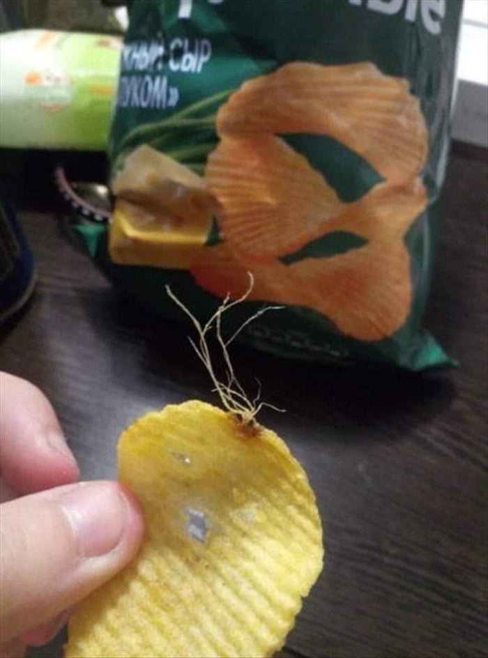 So the company made it with real fresh potato ?