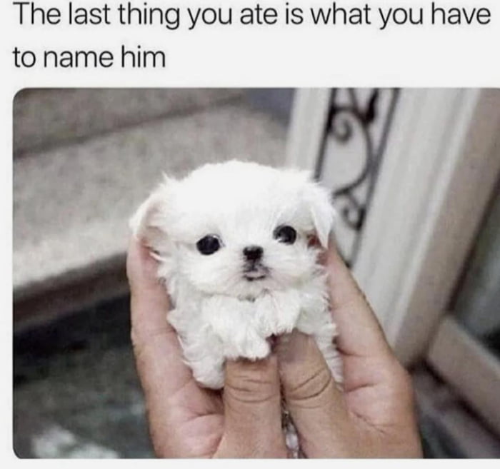 Meet burrito