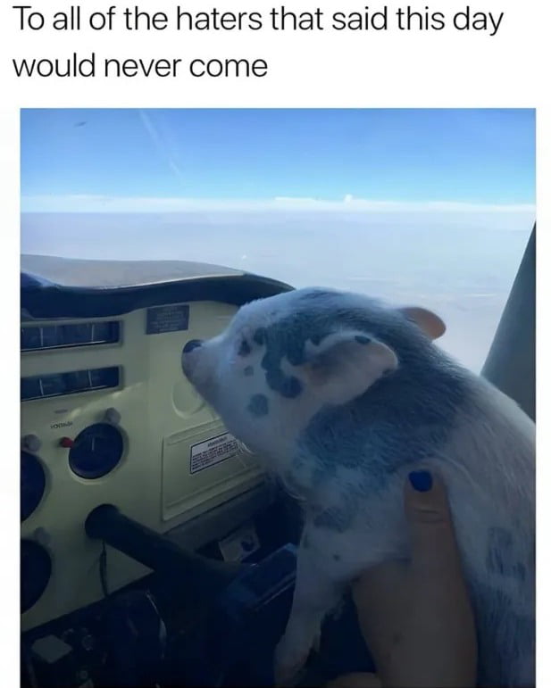Pigs do fly