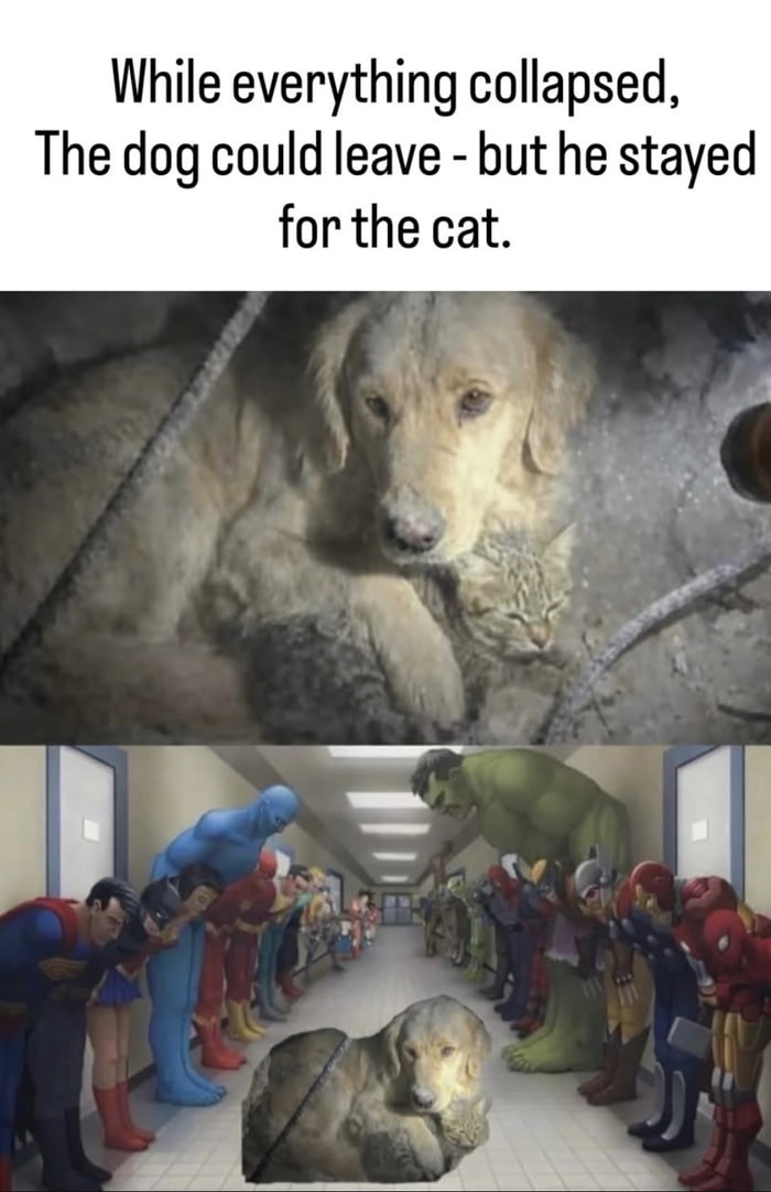 We don’t deserve animals