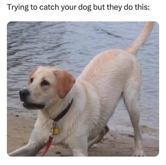 You’re not catching that dog