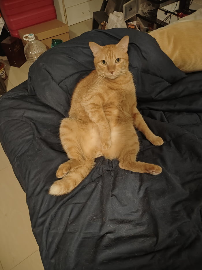 8 Years and 6 Months. Nursed you to life as an infant. Never hisses, friendly to every single person and downright Zen cat. Gone too soon. RIP Noodle