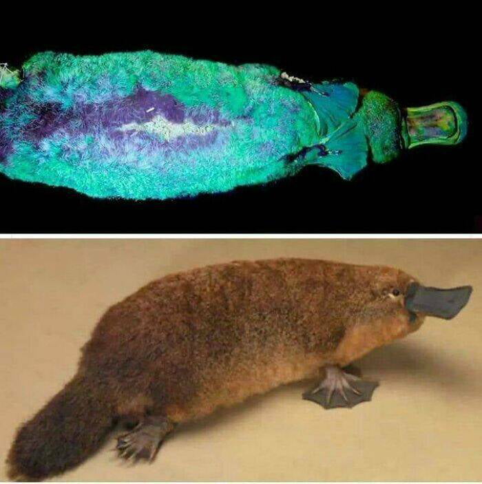 The Platypus Is Possibly The Weirdest Animal: It's A Mammal But Lays Eggs, Its Duck-Billed, beaver-Tailed, Otter-Footed And Venomous. it Has Electroreceptors For Locating Prey, Eyes With Double Cones, No Stomach, And 10 chromosomes. it's Fluorescent