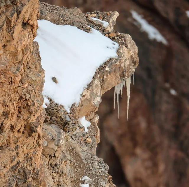Snow leopard camouflaged among the rocks