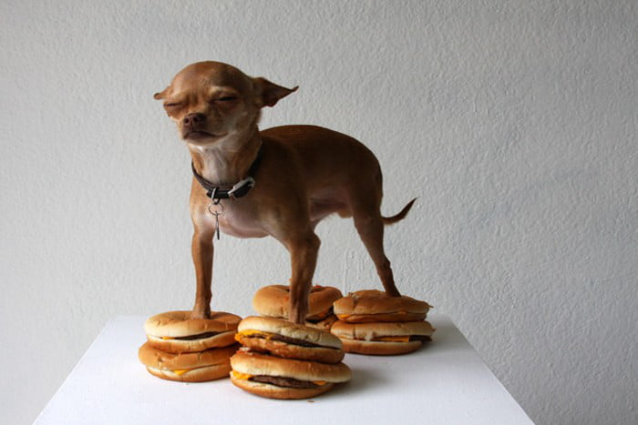 CHIHUAHUA CAN HAZ...
