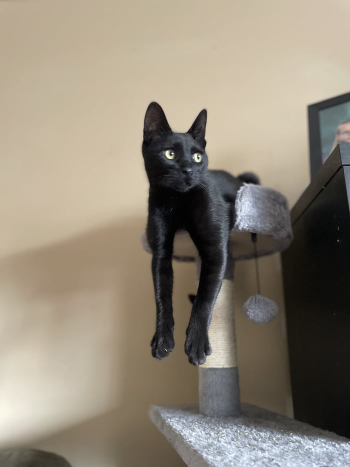 Dangling kitty