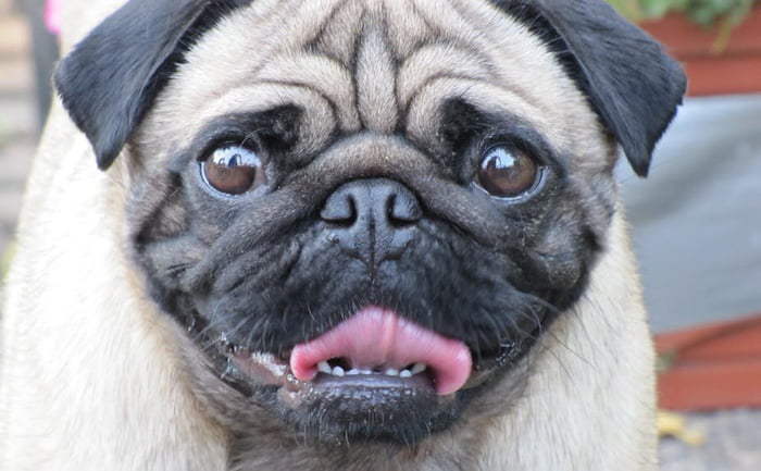 Flat nose dogs and folded ear cats are now BANNED in The Netherlands