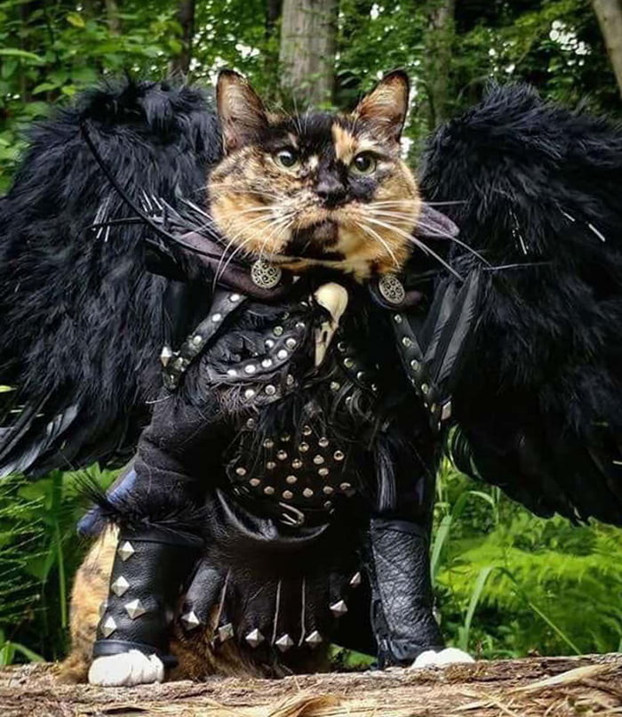 Winged doom cat