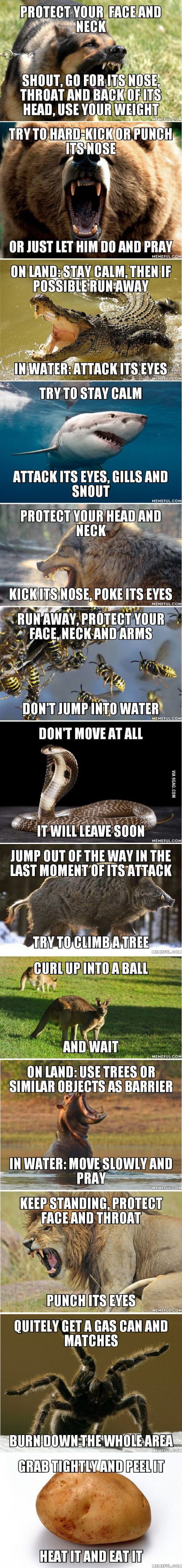 Survival tips by grilled bears