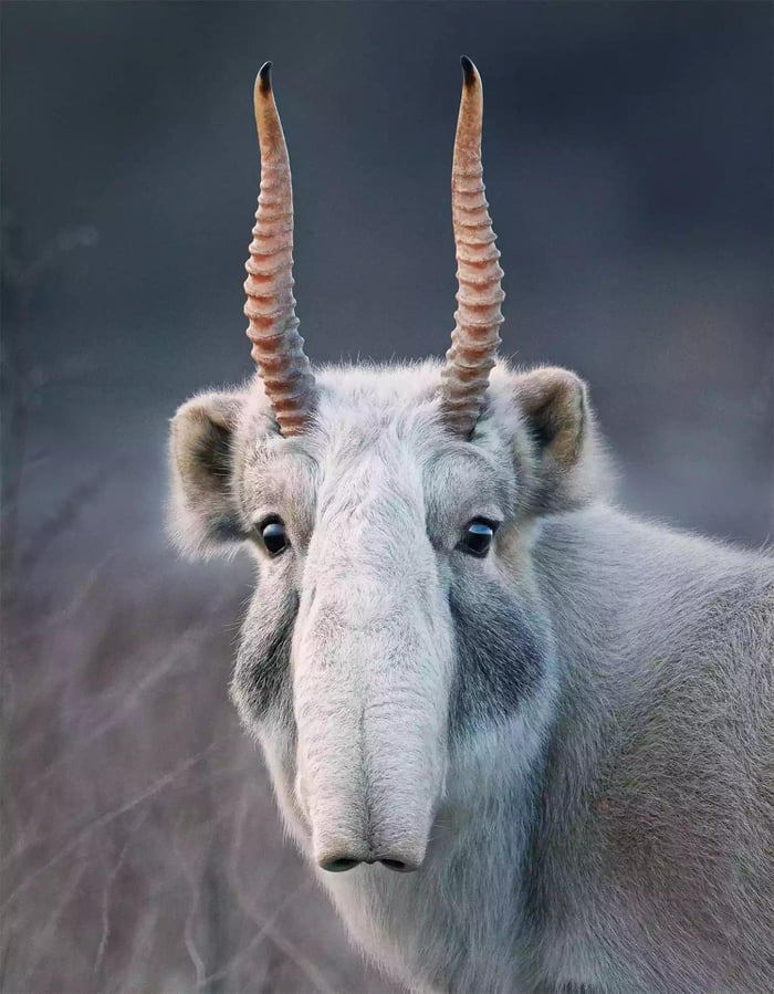 Saiga Antelope with the Star Wars vibe