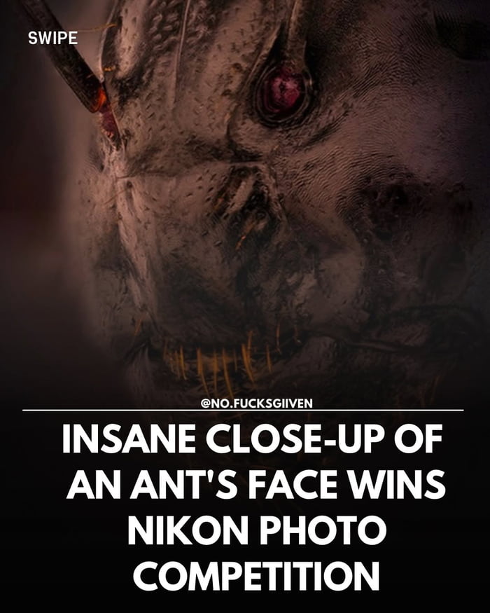 Never thought an ant could look like a sci-fi monster