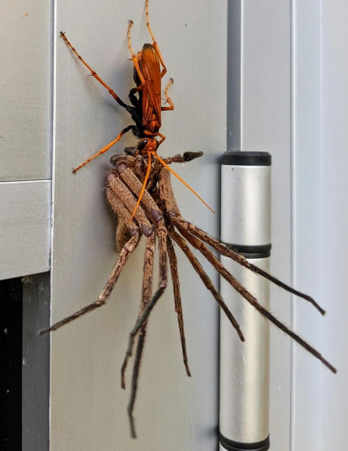 Australian Tarantula Hawk Wasp dragging off a huntsman spider to lay her egg on its paralyzed body. When the egg hatches, the larva consumes the paralyzed spider from the inside out, leaving the vital organs until last to keep their paralyzed meal al
