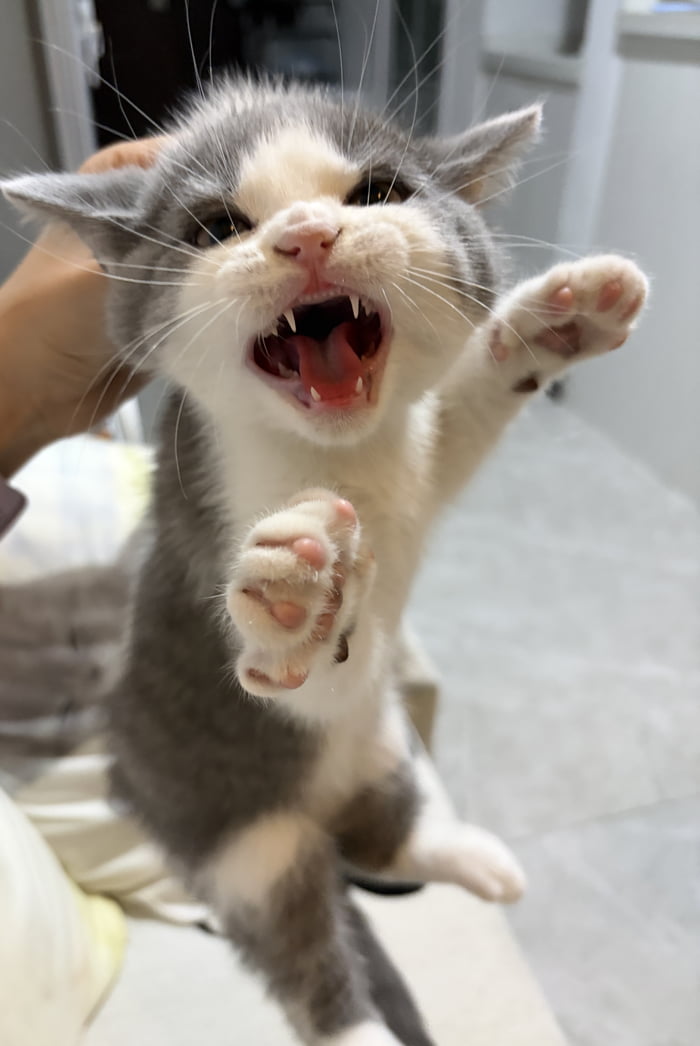 When the kitten misbehaves