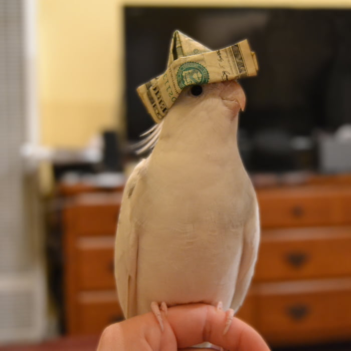 This is Money Bird. He just flies past Money Cat, upvote for finacal freedom