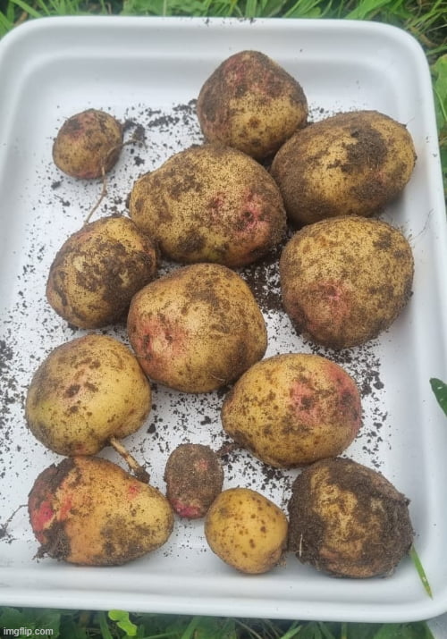 It ain't much, but it's honest work. 1st harvest from 1 plant.