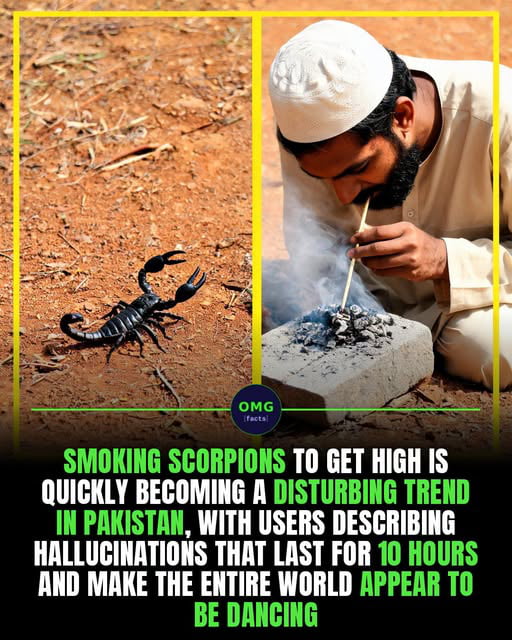 I guess this is halal scorpion.