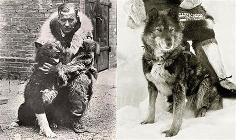 29th of January, 1925. Togo & Balto, never forget.