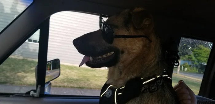Good bye Doggo. 10 months ago I posted a picture of my buddy on here. He got pretty popular with 46 likes! 6 months ago He got sick, he had a heart condition and passed away. I miss him, and wanted to put him out there one more time for some love fro