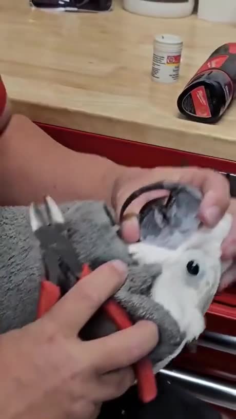 Video Thumbnail
