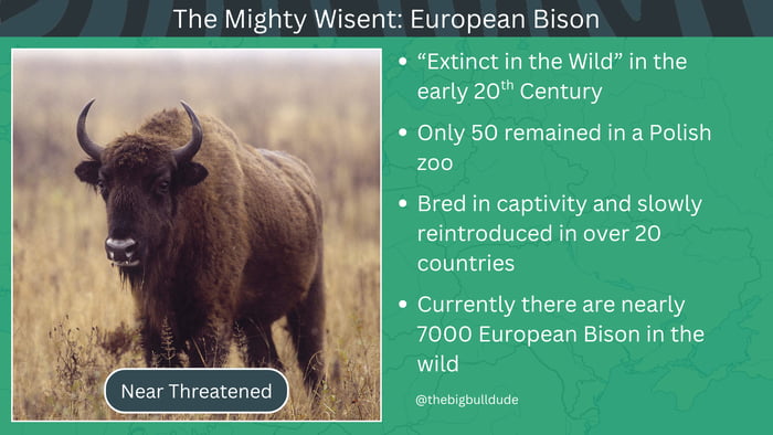 I like animals and I like good news, so I'm doing a series of posts about how different animals have been saved (That's right, I'm bringing the series back)