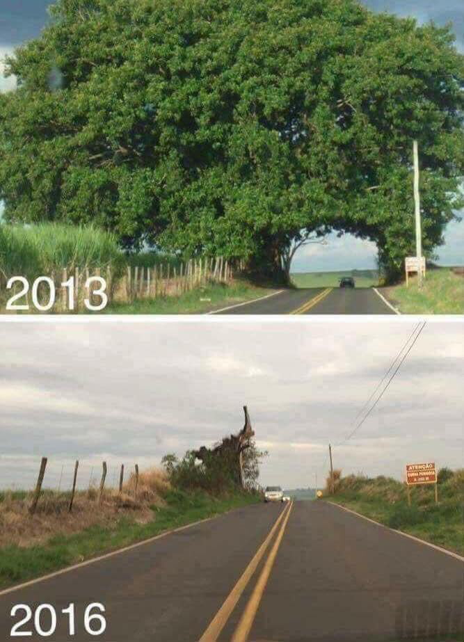 This giant tree passageway. RIP