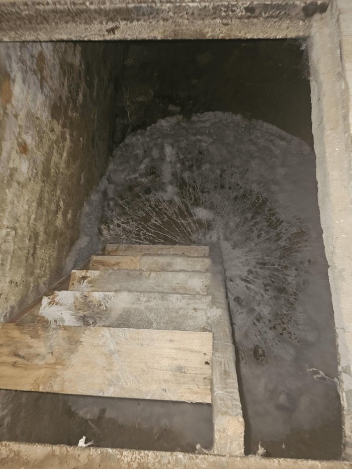 Mycelium growing in someone’s basement