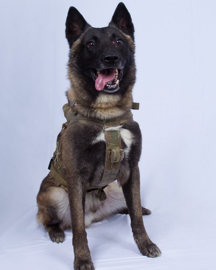 Risks Life And Limb To Catch Abu Bakr al-Baghdadi. Still Takes Derpy Photos.