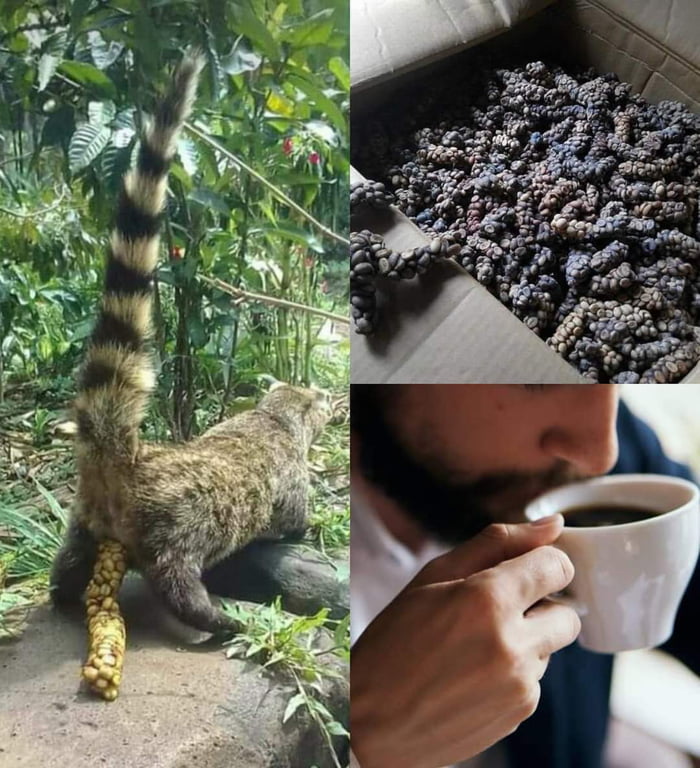 The most expensive coffee in the world ladies and gentlemen...