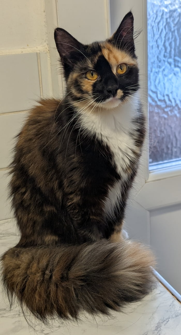 Mrs Bandit Fluffybottom, daughter of Cheebs.